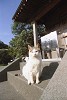 ncneko022_thumb.jpg