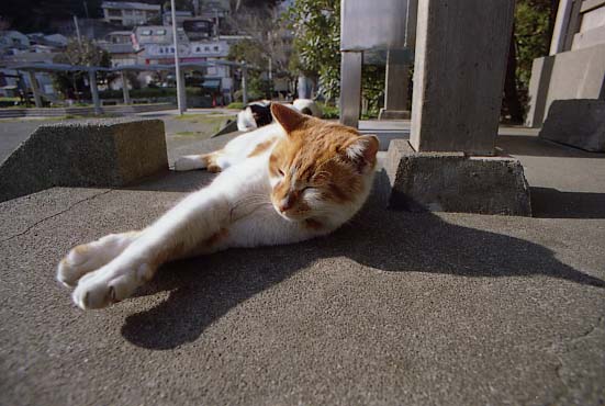 ncneko023.JPG