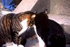 rfneko002_thumb.jpg