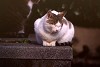 rfneko003_thumb.jpg