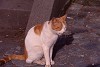rfneko006_thumb.jpg