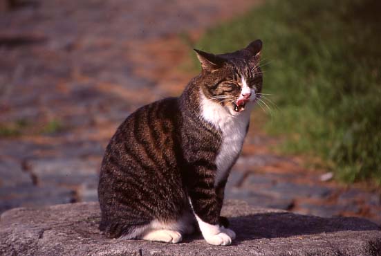 rfneko007.JPG