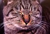 rfneko009_thumb.jpg