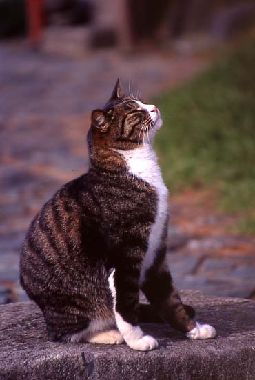 rfneko010.JPG