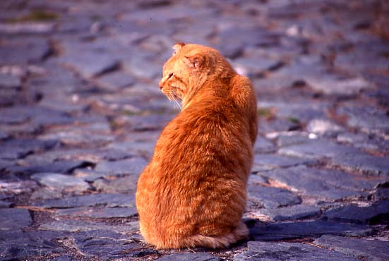 rfneko011.JPG