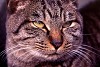 rfneko012_thumb.jpg