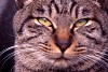 rfneko013_thumb.jpg