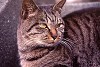 rfneko014_thumb.jpg